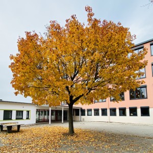 Schule Herbst